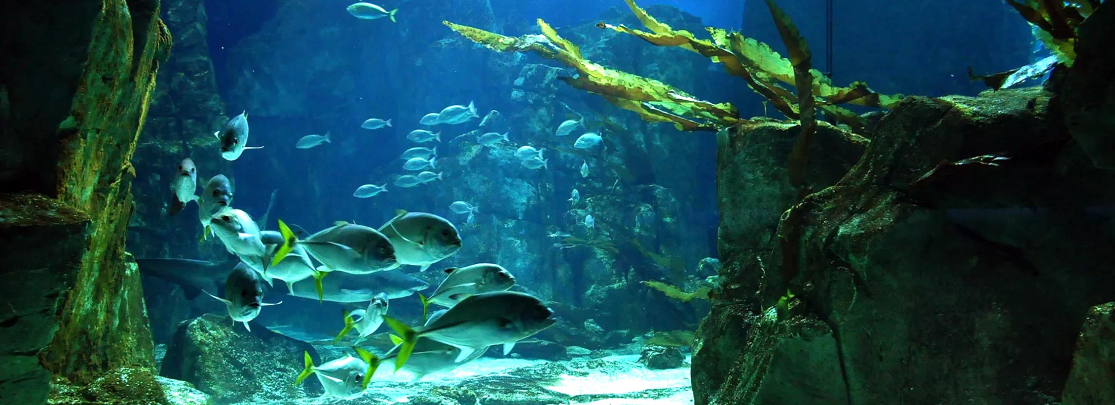 ISTANBUL AQUARIUM AND AQUA FLORYA SHOPPING MALL TOUR